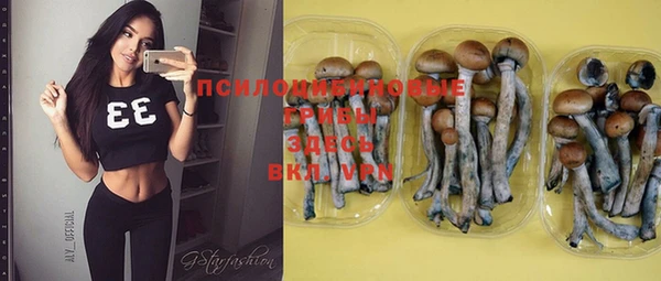 PSILOCYBIN Алзамай